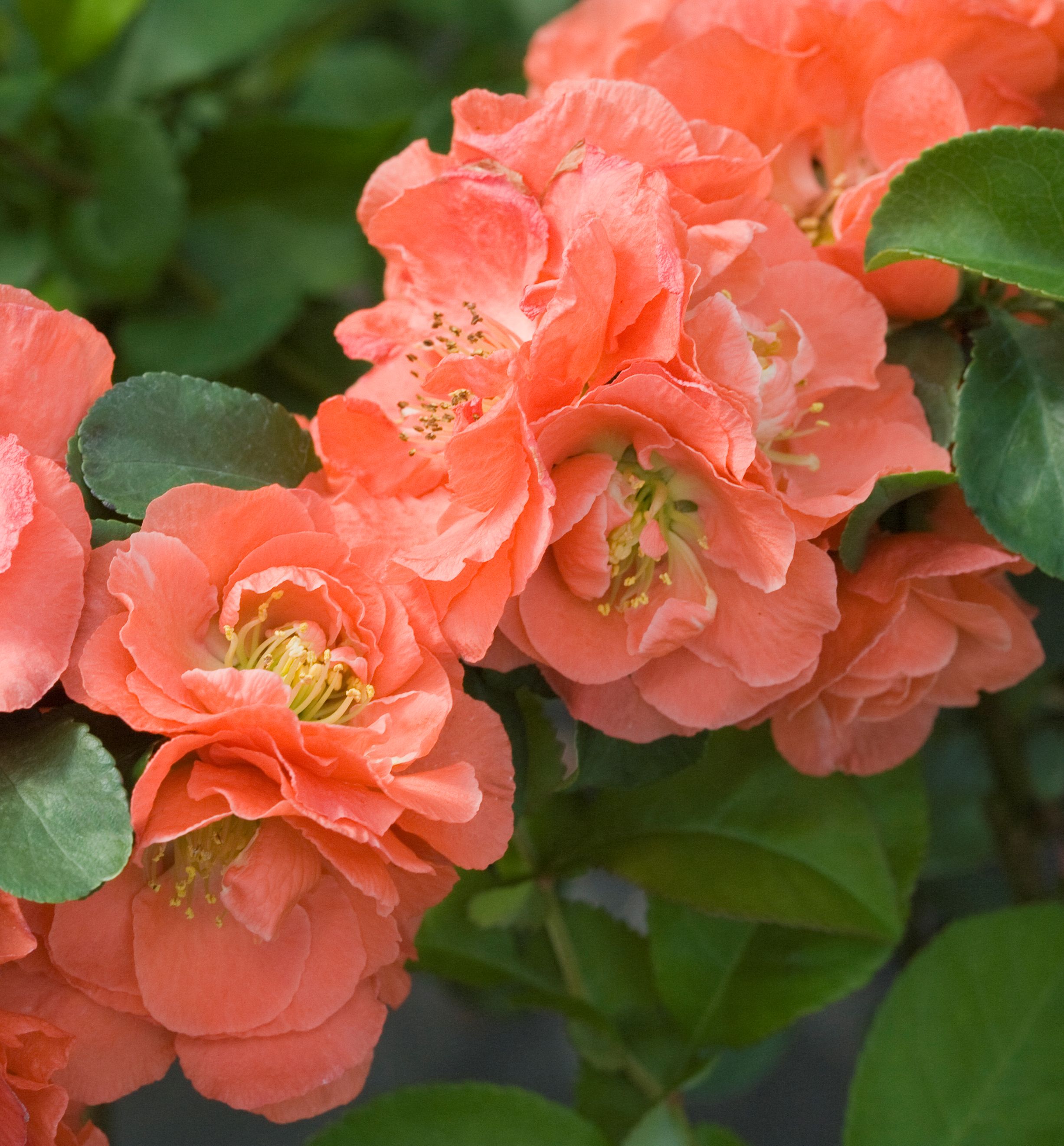 Double Take Peach™Flowering Quince Natorp's Online Plant Store